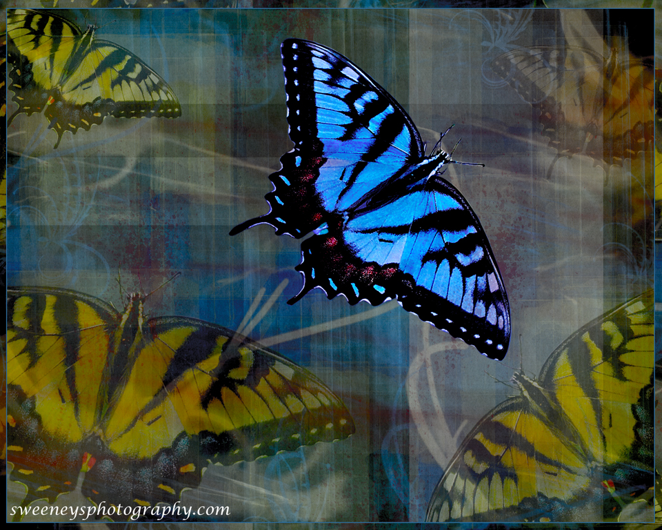 Plaid Butterflies - photographer in Madison WI